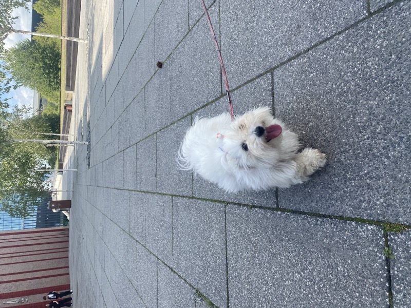 Coton Du Tulear PH